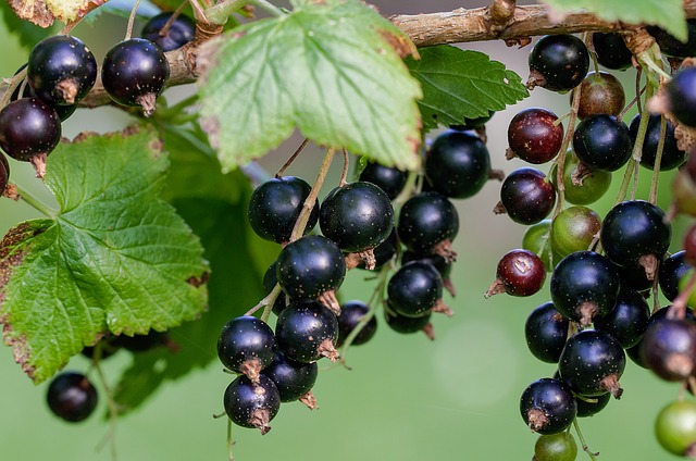 currant-g83f78a171_640